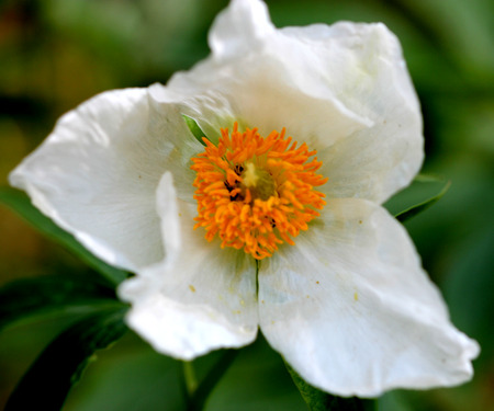 Flower of Himalayan peony, Paeonia emodi, ood-e-saleeb, tall herbaceous perennial with large deeply cut leaves with pointed segments and white 8-12 cm across flowers and one to two carpels.の写真素材