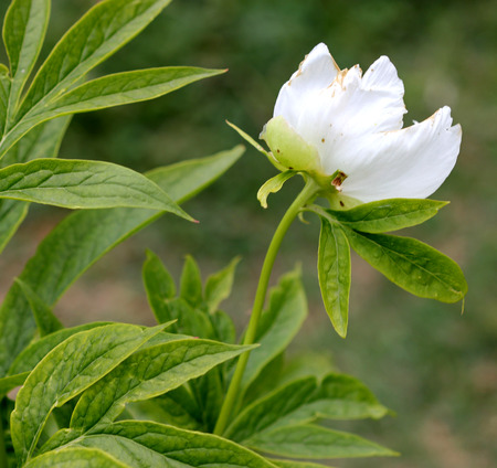 Himalayan peony, Paeonia emodi, ood-e-saleeb, tall herbaceous perennial with large deeply cut leaves with pointed segments and white 8-12 cm across flowers and one to two carpels.の写真素材