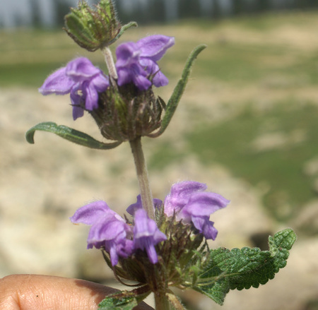 Kashmir sage, Phlomis cashmeriana, long blooming herbaceous perennial with softly woolly leaves and whorls of mauve to purple flowersの写真素材