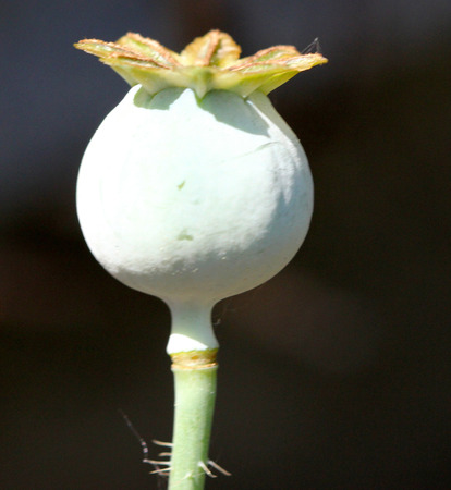 Fruit of opium poppy, Papaver somniferum, erect herb with clasping leaves, flowers on long stalk and nearly globose fruits with flat stigmatic disc with usually 9 to 12 rays.の写真素材