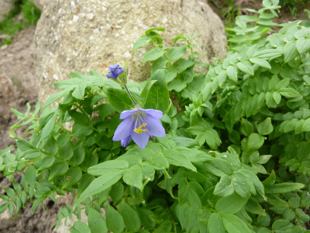 Jacob`s-ladder, Greek valerian, Polemonium caeruleum, perennial herb with pinnate compound leaves and lavender to blue cap shaped flowers in terminal spreading clustersの写真素材