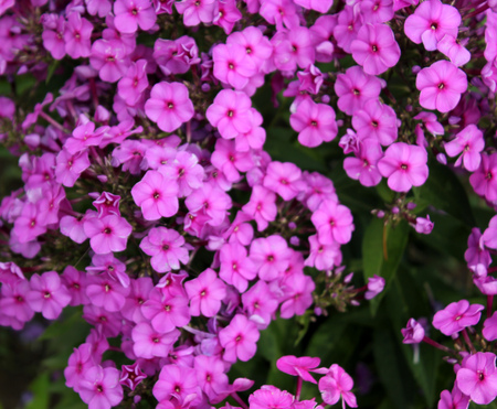 Phlox paniculata, Perennial phlox, Summer phlox, herbaceous perennial with opposite leaves and about 2 cm across flowers in various colors in terminal panicles.の写真素材