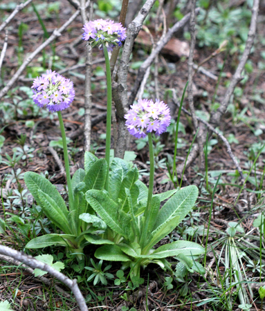 Drumstick primula, Primula denticulata, herbaceous perennial native of alpine regions in Asia, widely cultivated, leaves with serrate edges, purple flowers in terminal spherical umbel on scape.の写真素材