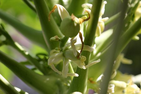 Flowers and young fruits of Papaya, Carica papaya, cultivar Coorg Honey Dew,  tall tree like herbaceous plant with large palmately lobed leaves and producing oval medium sized fruits.の写真素材
