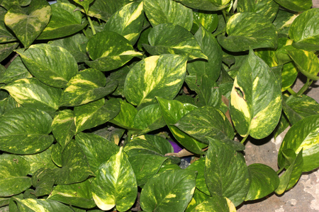Devil s ivy, golden pothos, hunter s robe, ivy arum, Epipremnum aureum, Scindapsus aureus, very popular foliage plant often climbing on supports or tree trunks, popularly known as money plant in Indiaの写真素材