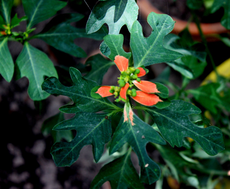 Euphorbia cyathophora, paintedleaf, Fire-on-the-mountain, herbaceous plant with milky latex, alternate, fiddle shaped often lobed leaves with reddish-orange basal patch, cyathia small, green.の写真素材