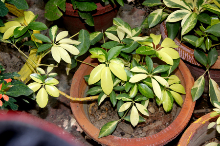Variegated dwarf umbrella tree, Schefflera arboricola Variegata	, evergreen shrub with palmately compound with 7-9 variegated leaves and small flowers in umbels forming a paniculate inflorescence.の写真素材