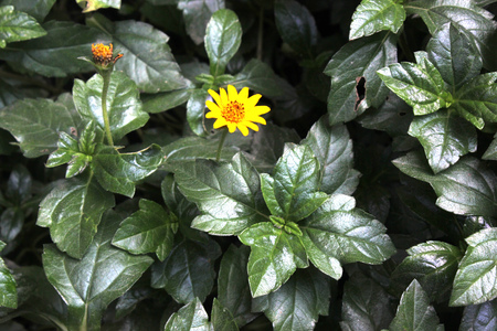 Bay Biscayne creeping-oxeye, Singapore daisy, creeping, Sphagneticola trilobata, spreading mat-forming perennial herb with usually 3-lobed leaves and yellow radiate heads on peduncles.の写真素材