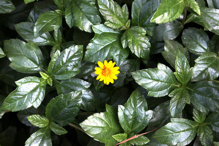 Bay Biscayne creeping-oxeye, Singapore daisy, creeping, Sphagneticola trilobata, spreading mat-forming perennial herb with usually 3-lobed leaves and yellow radiate heads on peduncles.の写真素材