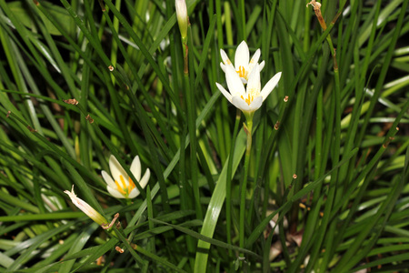 White windflower, Peruvian swamp lily, Zephyranthes candida, perennial bulbous herb with long linear green basal leaves and flowers on long stalk, autumn flowering.の写真素材
