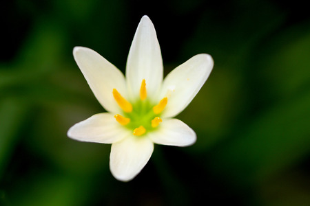 White windflower, Peruvian swamp lily, Zephyranthes candida, perennial bulbous herb with long linear green basal leaves and flowers on long stalk, autumn flowering.の写真素材