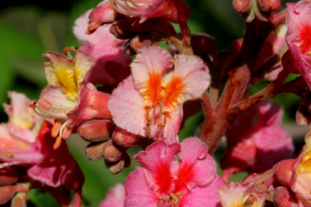 Red horse chestnut, Aesculus x carnea, hybrid tree with red flowers with orange blotch in center and white margins born in erect panicles, deciduous tree with usually 5 leafletsの写真素材