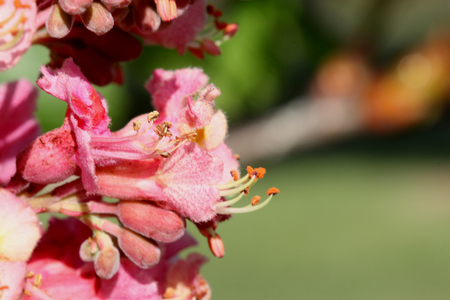 Red horse chestnut, Aesculus x carnea, hybrid tree with red flowers with orange blotch in center and white margins born in erect panicles, deciduous tree with usually 5 leafletsの写真素材