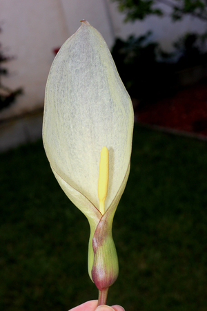 Inflorescence of Italian Arum, Arum italicum, light green spathe subtending creamy white spadix, leaves arrow shaped with pale green veins on long long stalks.の写真素材