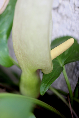 Inflorescence of Italian Arum, Arum italicum, light green spathe subtending creamy white spadix, leaves arrow shaped with pale green veins on long long stalks.の写真素材