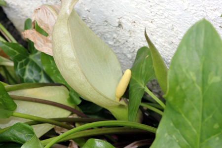 Inflorescence of Italian Arum, Arum italicum, light green spathe subtending creamy white spadix, leaves arrow shaped with pale green veins on long long stalks.の写真素材