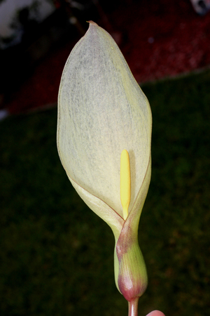 Inflorescence of Italian Arum, Arum italicum, light green spathe subtending creamy white spadix, leaves arrow shaped with pale green veins on long long stalks.の写真素材