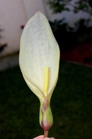 Inflorescence of Italian Arum, Arum italicum, light green spathe subtending creamy white spadix, leaves arrow shaped with pale green veins on long long stalks.の写真素材