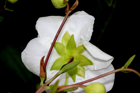 Bush Anemone, Carpenteria californica California native, hardy evergreen shrub with green narrowly elliptic opposite leaves and 5-8 cm across white scented anemone like flowers and conical capsule fruitの写真素材