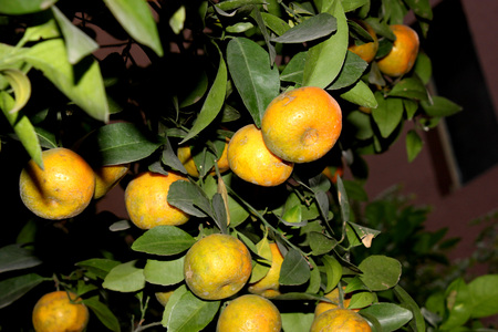 Tangerine, Citrus tangerina often placed under Citrus deliciosa, citrus fruit, rounded in shape, usually less than 8 cm, orange red when ripe, thinner smooth easily peeling rind and smaller segments.の写真素材
