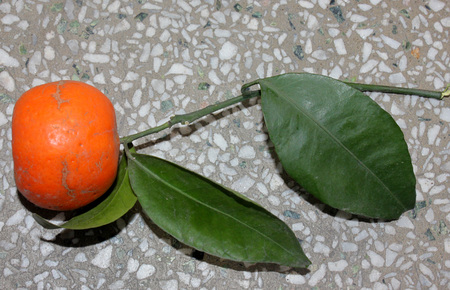 Tangerine, Citrus tangerina often placed under Citrus deliciosa, citrus fruit, rounded in shape, usually less than 8 cm, orange red when ripe, thinner smooth easily peeling rind and smaller segments.の写真素材