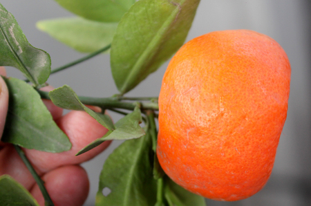 Tangerine, Citrus tangerina often placed under Citrus deliciosa, citrus fruit, rounded in shape, usually less than 8 cm, orange red when ripe, thinner smooth easily peeling rind and smaller segments.の写真素材