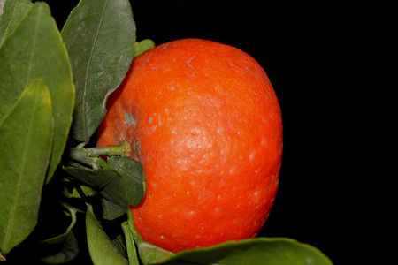 Tangerine, Citrus tangerina often placed under Citrus deliciosa, citrus fruit, rounded in shape, usually less than 8 cm, orange red when ripe, thinner smooth easily peeling rind and smaller segments. Tangerine, Citrus tangerina often placed under Citrus deliciosa, citrus fruit, rounded in shape, usually less than 8 cm, orange red when ripe, thinner smooth easily peeling rind and smaller segments.