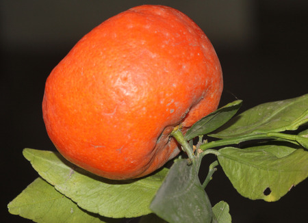 Tangerine, Citrus tangerina often placed under Citrus deliciosa, citrus fruit, rounded in shape, usually less than 8 cm, orange red when ripe, thinner smooth easily peeling rind and smaller segments.の写真素材