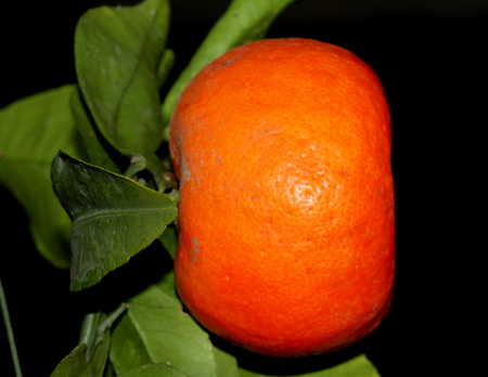 Tangerine, Citrus tangerina often placed under Citrus deliciosa, citrus fruit, rounded in shape, usually less than 8 cm, orange red when ripe, thinner smooth easily peeling rind and smaller segments.の写真素材
