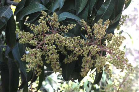 Mango tree in flowering, Mangifera indica, evergreen tree with shinning lanceolate leaves and small cream coloured flowers in broad panicles and juicy drupe fruit, popular subtropical and tropical fruit.の写真素材