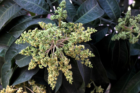 Mango tree in flowering, Mangifera indica, evergreen tree with shinning lanceolate leaves and small cream coloured flowers in broad panicles and juicy drupe fruit, popular subtropical and tropical fruit.の写真素材