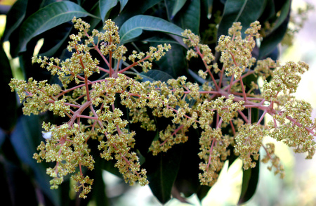 Mango tree in flowering, Mangifera indica, evergreen tree with shinning lanceolate leaves and small cream coloured flowers in broad panicles and juicy drupe fruit, popular subtropical and tropical fruit.の写真素材