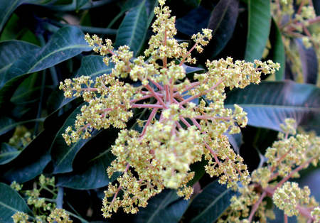 Mango tree in flowering, Mangifera indica, evergreen tree with shinning lanceolate leaves and small cream coloured flowers in broad panicles and juicy drupe fruit, popular subtropical and tropical fruit.の写真素材