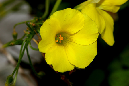 Oxalis pes-caprae, Bermuda Sorrel, perennial herb with bulbs borne on vertical white rootlike rhizome, no aerial stem, leaves trifoliate often spotted purple, flowers yellow in umbels.の写真素材