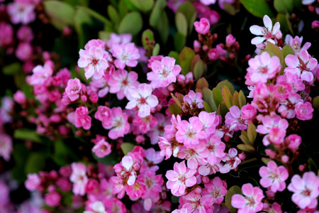 Rhaphiolepis indica, Indian hawthorn, Hong Kong hawthornの写真素材