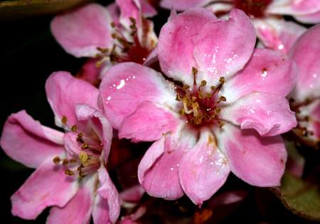 Rhaphiolepis indica, Indian hawthorn, Hong Kong hawthornの写真素材