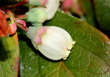 Flower of Blueberry Vaccinium corymbosum, highbush blueberry, white to pink flowers in clusters, with small teeth, maturing into globose juicy black to bluish berriesの写真素材