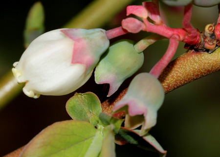 Flower of Blueberry Vaccinium corymbosum, highbush blueberry, white to pink flowers in clusters, with small teeth, maturing into globose juicy black to bluish berriesの写真素材