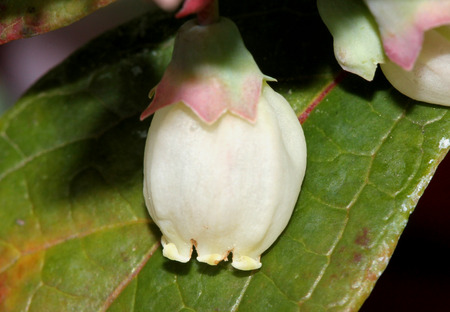 Flower of Blueberry Vaccinium corymbosum, highbush blueberry, white to pink flowers in clusters, with small teeth, maturing into globose juicy black to bluish berriesの写真素材
