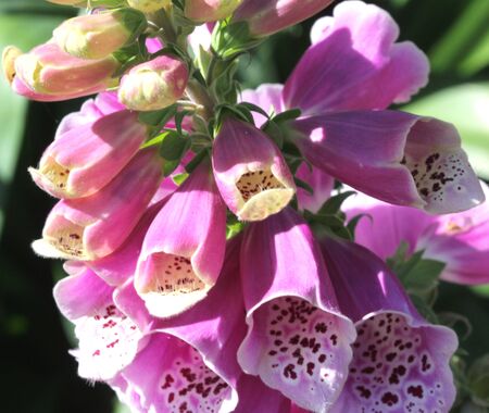 Digitalis purpurea, Purple foxglove, common foxglove, herbaceous plant alternate leaves and purple tubular flowers with dark patches inside, ornamental and medicinal plantの写真素材