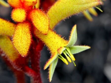 Landscape Orange kangaroo paw, Anigozanthos Landscape Orange, tall perennial plant with dark green sword like foliage and clusters of vibrant orange flowers on long stalks.の写真素材