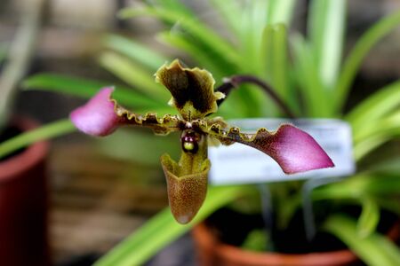 Paphiopedilum hirsutissimum, Shaggy Paphiopedilum, orchid found in NE India, tongue shaped leaves and large flower, pale yellow upper sepal with dark blotch, petal with twisted claw and purple limb.の写真素材