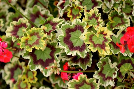 Pelargonium x hortorum Velma Cox, Zonal Geranium also named Mr. Henry Cox  with tri-colored foliage of green, cerise, and creamy chartreuse edge  and salmon coloured flowersの写真素材