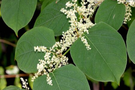 Reynoutria japonica, synonyms Fallopia japonica, Japanese Knotweed, large herbaceous perennial with raised nodes, ochrea sheath, broad oval leaves up to 15 cm long and small white flowers in spreading racemes.の写真素材