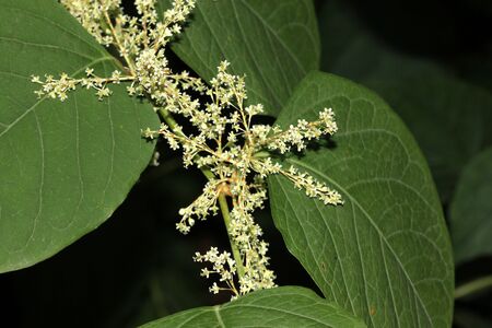 Reynoutria japonica, synonyms Fallopia japonica, Japanese Knotweed, large herbaceous perennial with raised nodes, ochrea sheath, broad oval leaves up to 15 cm long and small white flowers in spreading racemes.の写真素材
