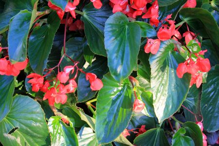 Begonia Dragon Wing Red, Red Cane Begonia, attractive succulent perennial with angel-wing shaped shining dark green foliage and cascades of dangling clusters of scarlet-red flowers.の写真素材