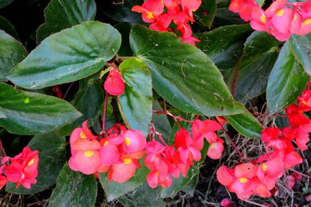 Begonia Dragon Wing Red, Red Cane Begonia, attractive succulent perennial with angel-wing shaped shining dark green foliage and cascades of dangling clusters of scarlet-red flowers.の写真素材