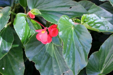 Begonia Dragon Wing Red, Red Cane Begonia, attractive succulent perennial with angel-wing shaped shining dark green foliage and cascades of dangling clusters of scarlet-red flowers.の写真素材