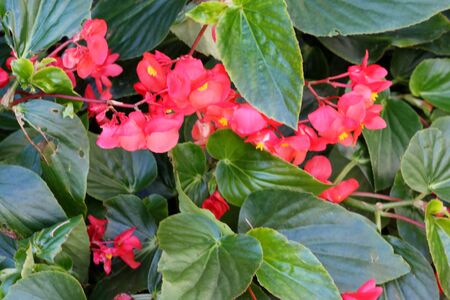 Begonia Dragon Wing Red, Red Cane Begonia, attractive succulent perennial with angel-wing shaped shining dark green foliage and cascades of dangling clusters of scarlet-red flowers.の写真素材