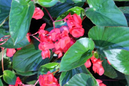 Begonia Dragon Wing Red, Red Cane Begonia, attractive succulent perennial with angel-wing shaped shining dark green foliage and cascades of dangling clusters of scarlet-red flowers.の写真素材